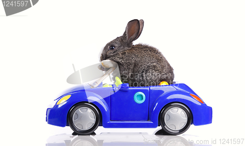 Image of Rabbit driving a car