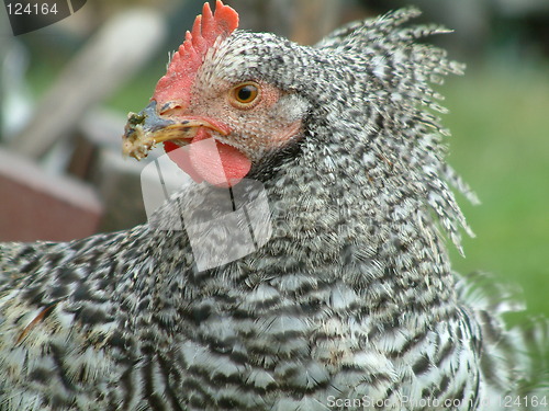 Image of chicken