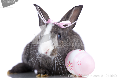 Image of Easter Rabbits