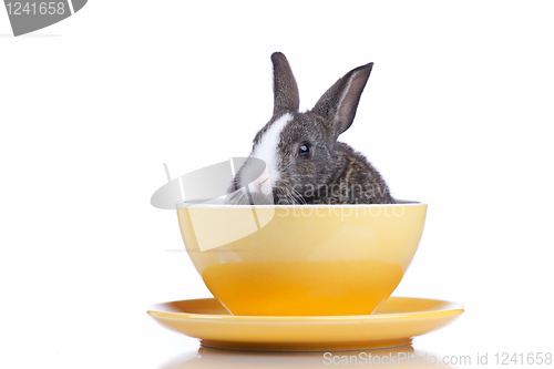 Image of Rabbit inside a bowl 