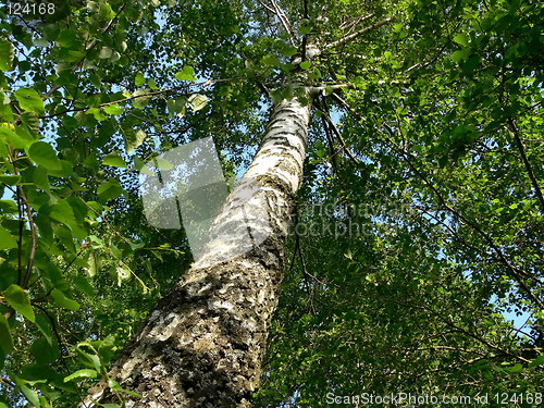 Image of To bottom tree