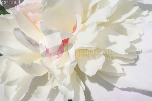 Image of Peony