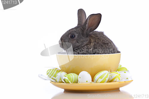 Image of Easter Rabbits