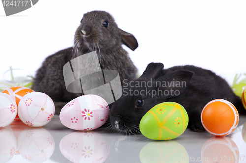 Image of Easter Rabbits