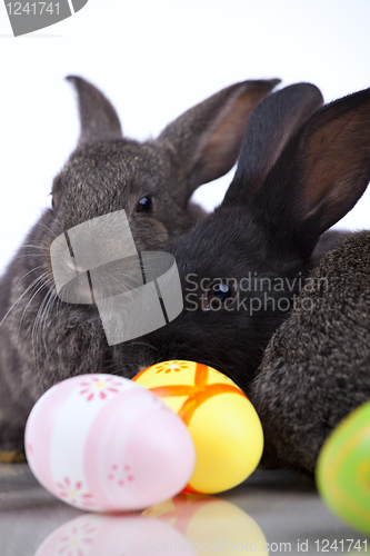 Image of Easter Rabbits