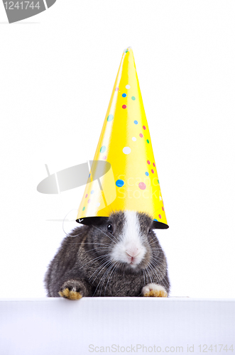 Image of Easter rabbit holding a party hat