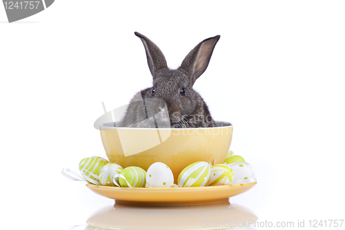 Image of Easter Rabbits