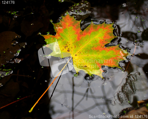 Image of leaf fall