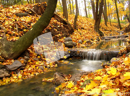 Image of Autumn stream