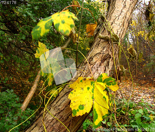 Image of autumn