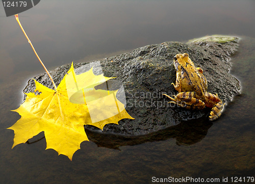 Image of Yellow& black