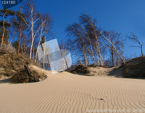 Image of in dunes