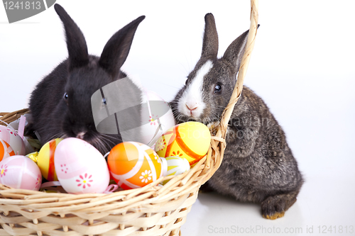 Image of Easter Rabbits