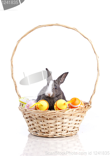 Image of Easter Rabbits