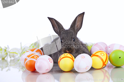 Image of Easter Rabbits