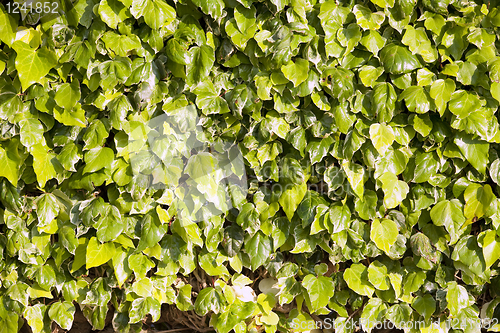 Image of Leaf background