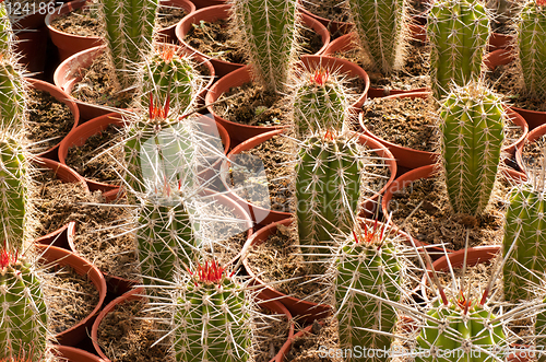 Image of Cactus plantation