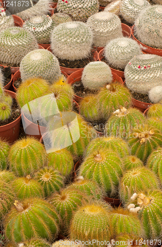 Image of Cactus plantation