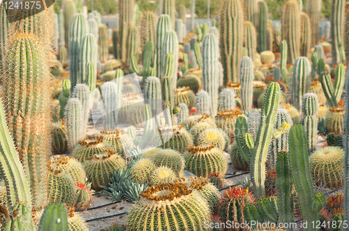 Image of Cactus plantation