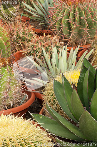 Image of Cactus plantation