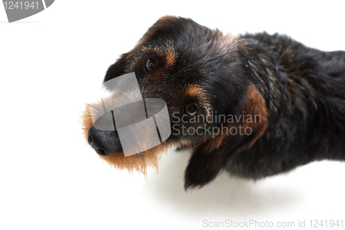 Image of Dachshund