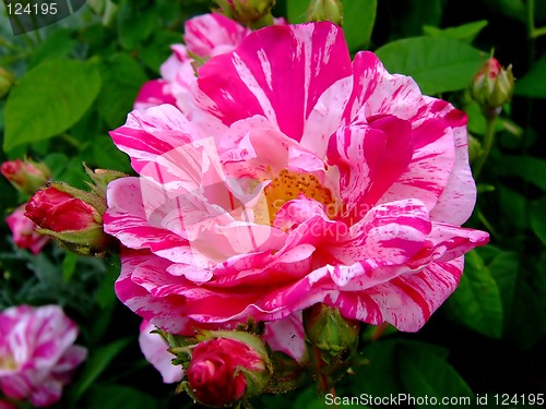 Image of Pink tiger rose