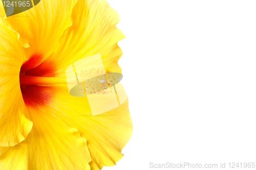 Image of Hibiscus