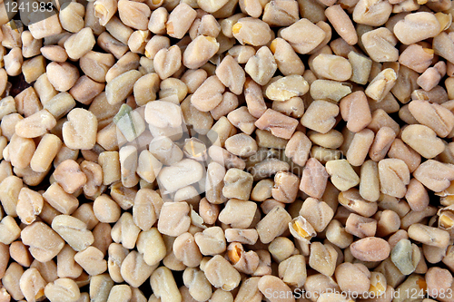 Image of Fenugreek