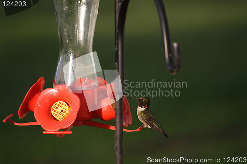 Image of Hummingbird on a feeder