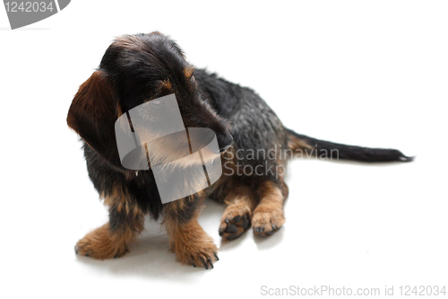 Image of Dachshund