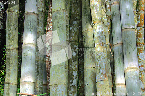 Image of Bamboo