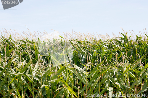 Image of Maize