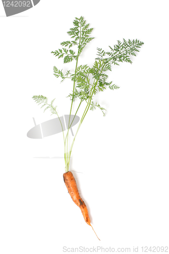 Image of Carrot