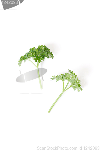 Image of Parsley