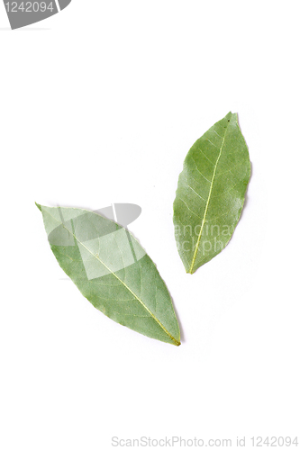 Image of Bay leaves