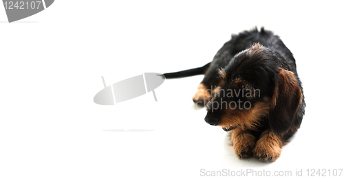 Image of Dachshund