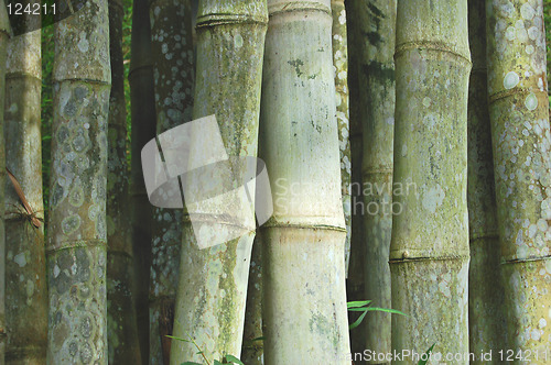 Image of Green bamboo