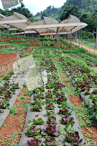 Image of Growing lettuce