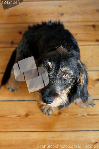 Image of Dachshund