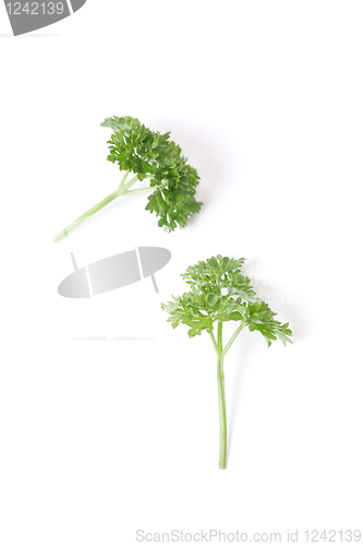 Image of Parsley