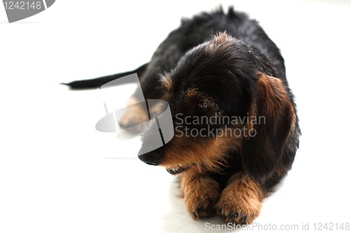 Image of Dachshund