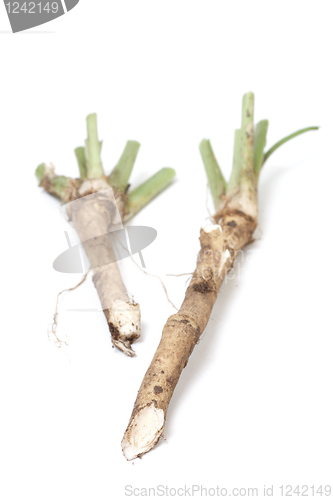 Image of Horse Radish