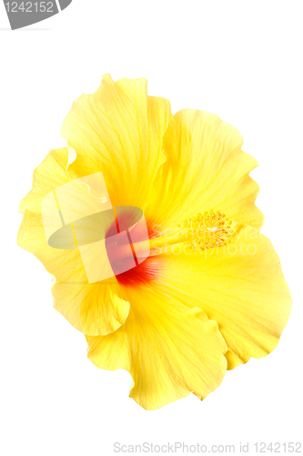 Image of Hibiscus