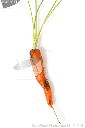 Image of Carrot