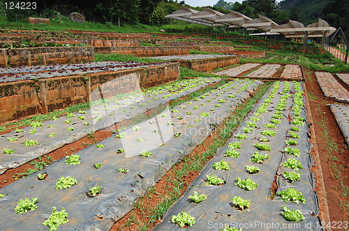 Image of Market garden