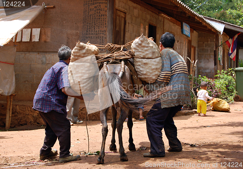 Image of Pack animals