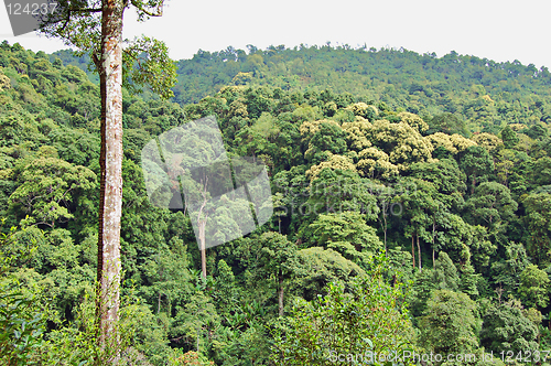 Image of Tropical forest