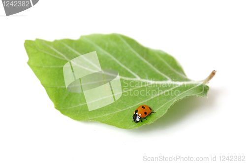 Image of Lady bug 