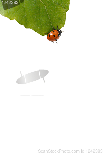 Image of Lady bug 