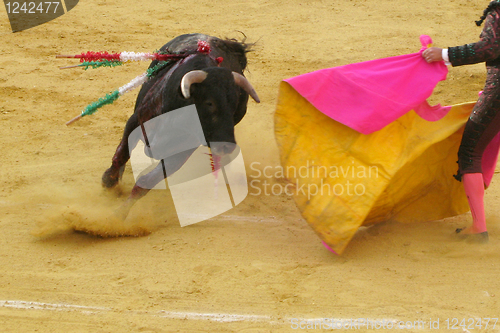 Image of Bull fighting